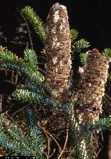 Abies alba