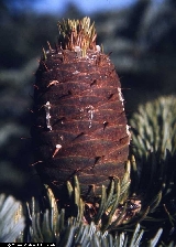 Abies alba