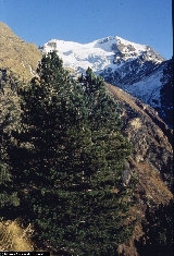 Pinus cembra