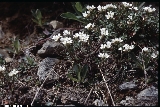 Cardamine resedifolia