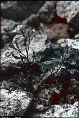 Cardamine resedifolia