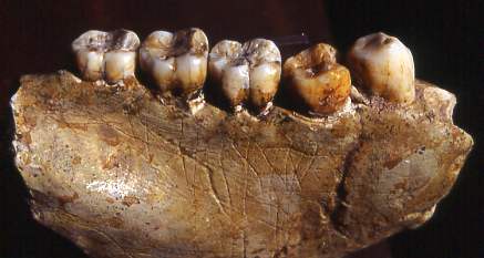 Gigantopiteco - mandibola