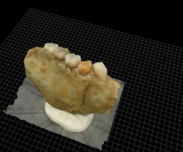 Gigantopiteco - mandibola 3D