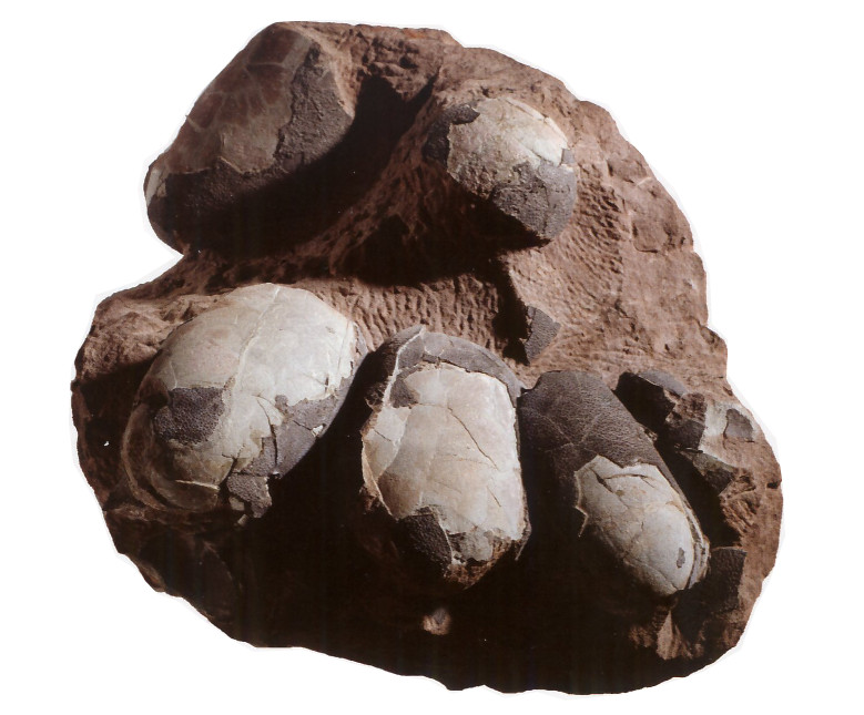 Nido e uova di Oviraptor del Cretacico della Mongolia