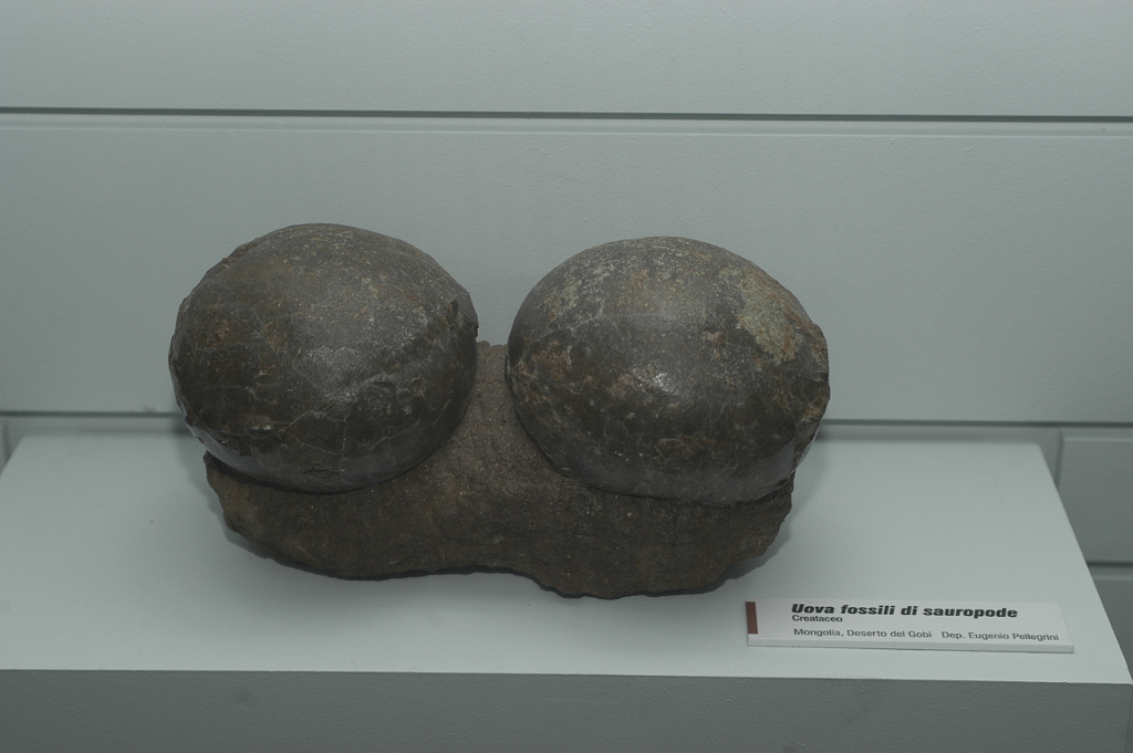 Uova di Dinosauro Sauropode (Fondazione Museo Civico di Rovereto)