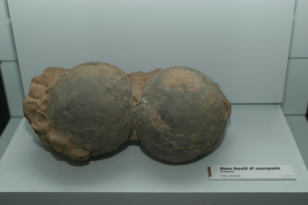 Uova di Dinosauro Sauropode (Fondazione Museo Civico di Rovereto)