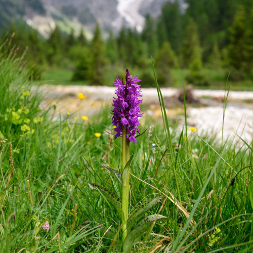 Al museo per divulgare la botanica col Servizio Civile Provinciale