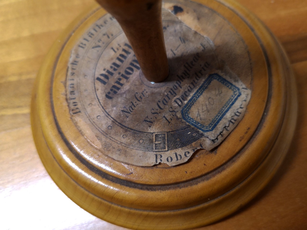 civuoleunfiore Brendel 2