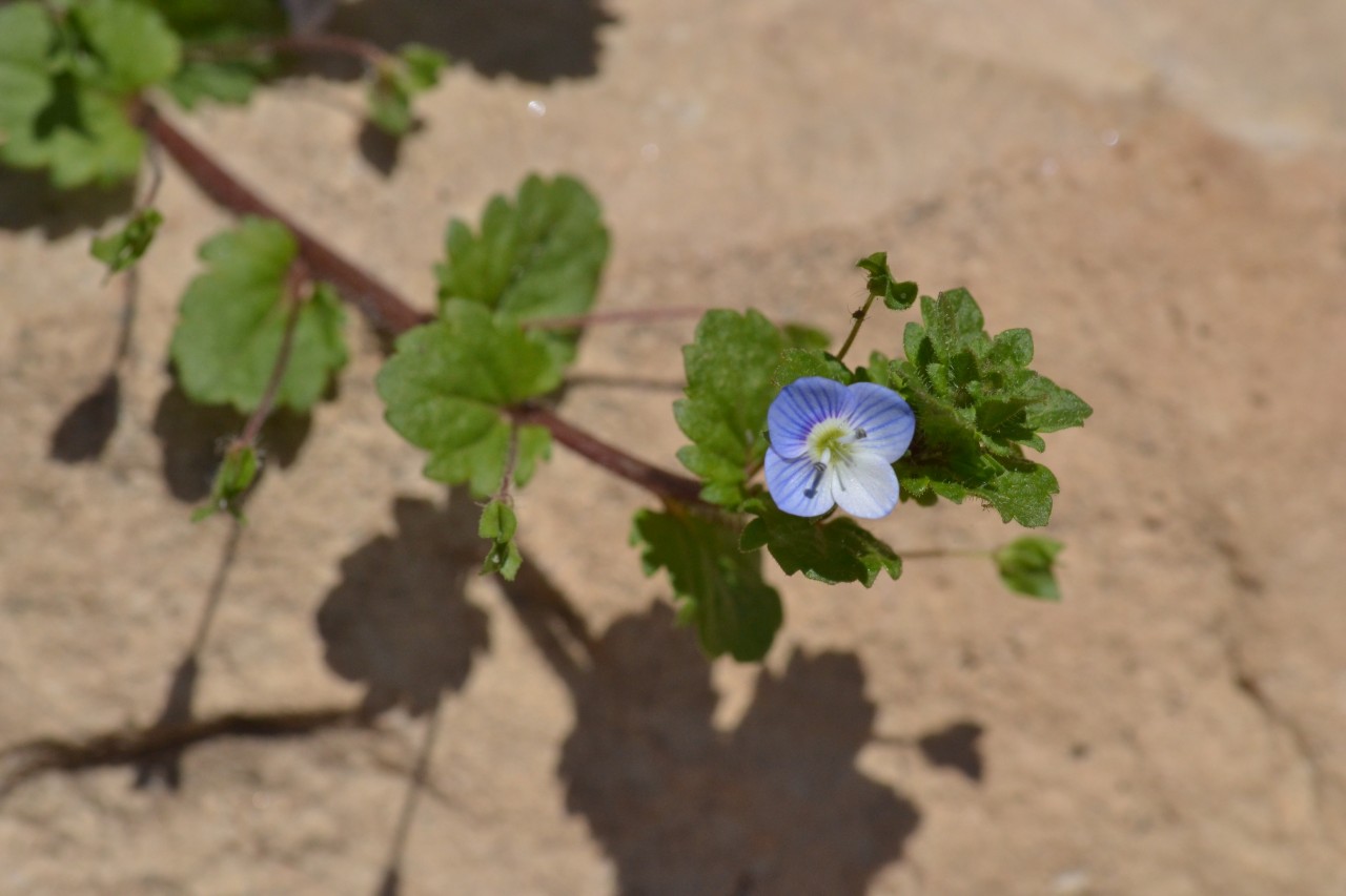 Veronica persica