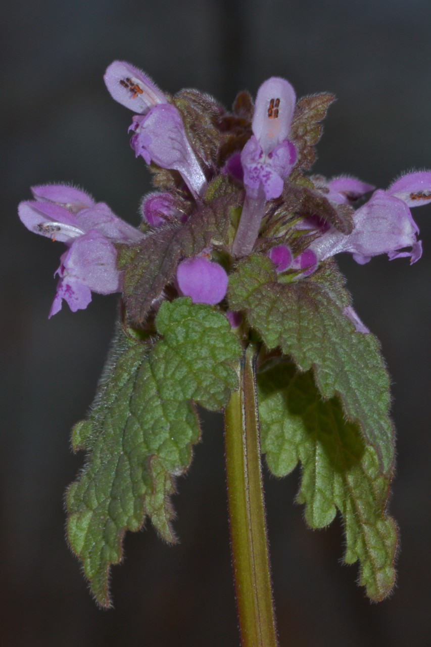 Lamium purpureum