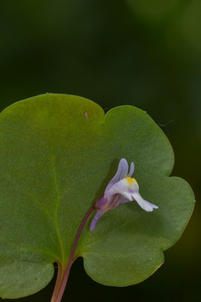 Cymbalaria muralis