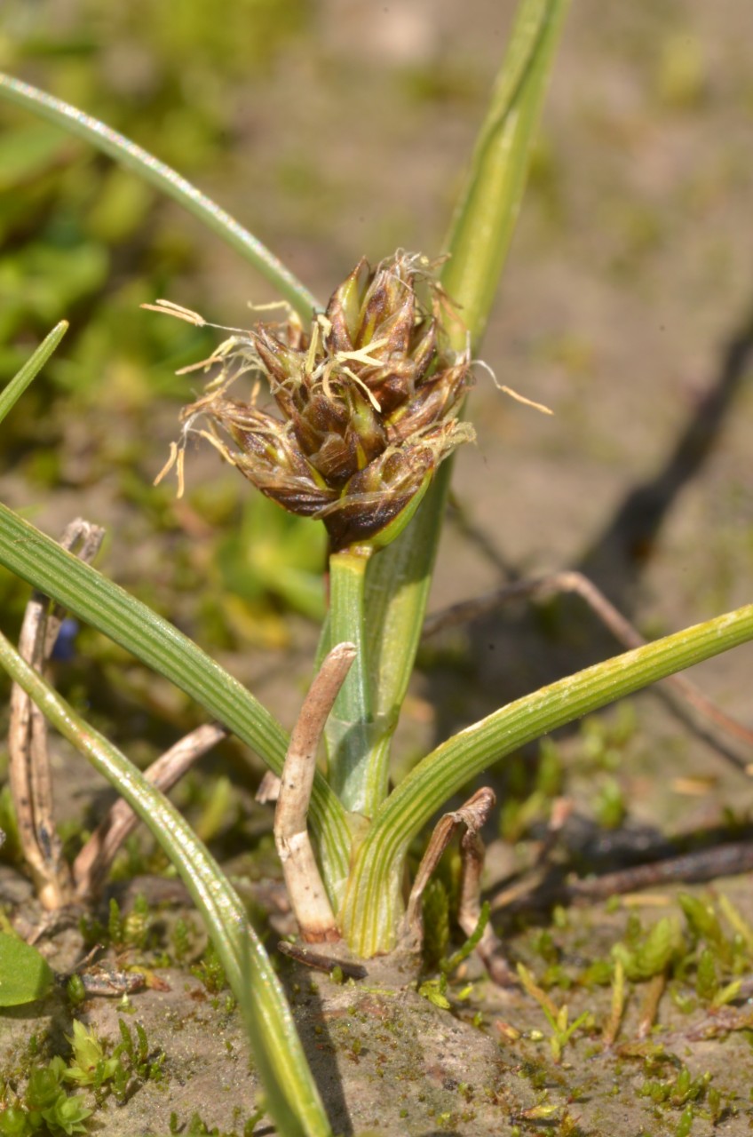 Carex maritima