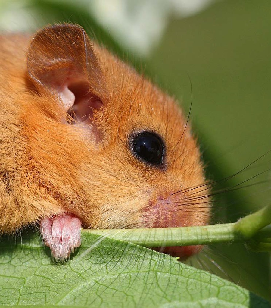 Pannello 7 - foto 2 | Moscardino (Muscardinus avellanarius)