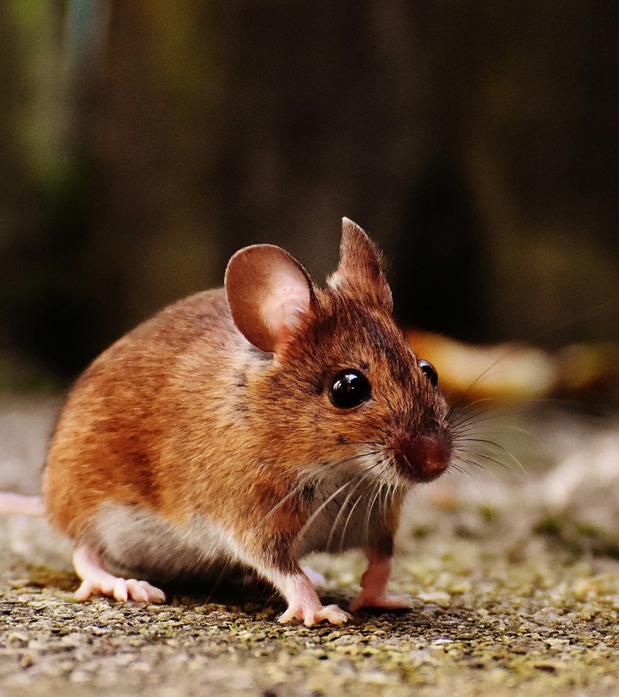 Pannello 7 - foto 3 | Topo dal collo giallo (Apodemus  flavicollis)