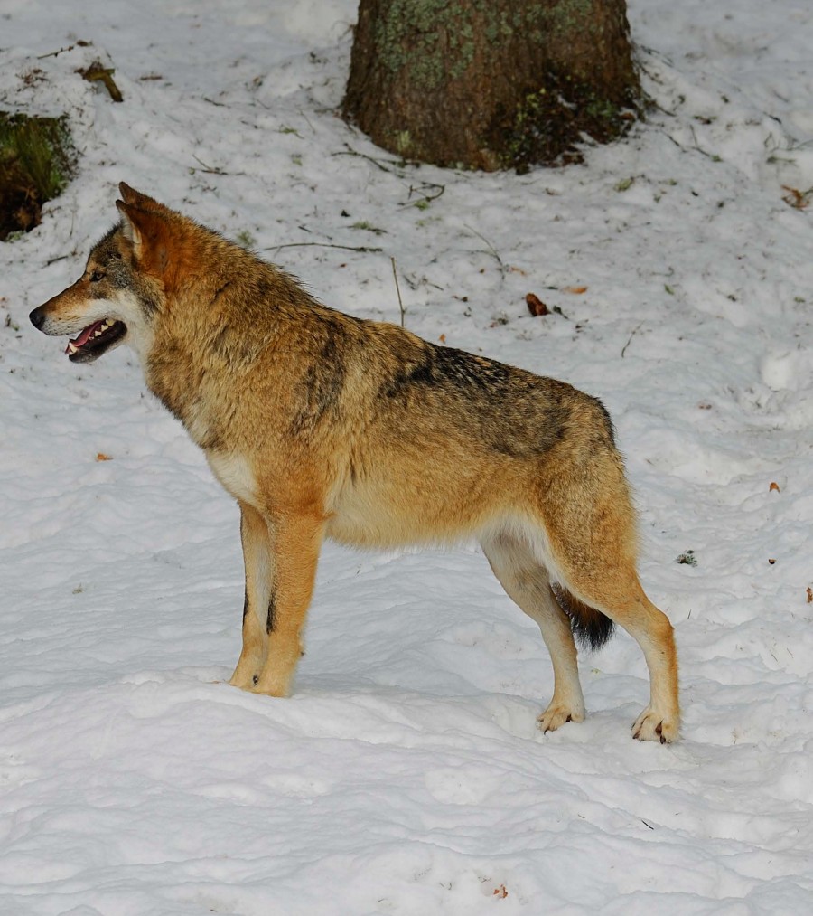 Pannello 7 - foto 4 | Lupo, foto di C.Frapporti © Servizio Archivi Foreste e Fauna PAT