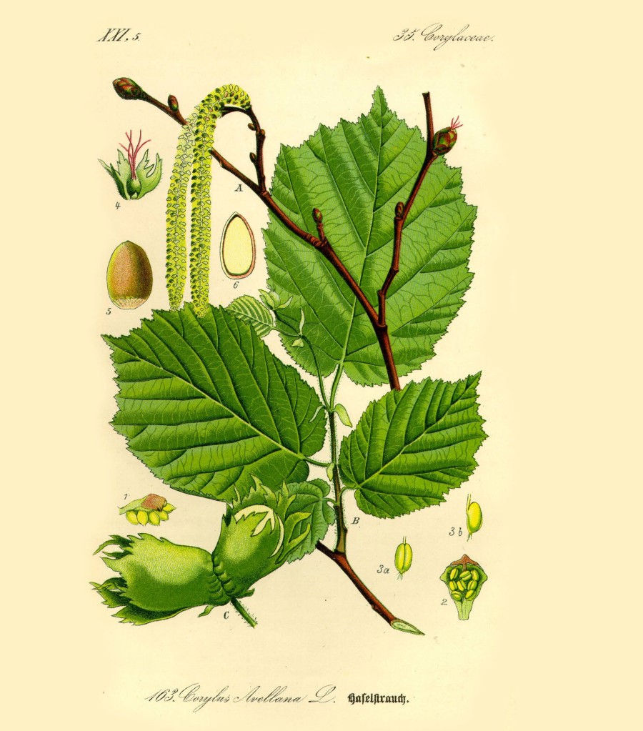Nocciolo (Corylus avellana), tavola botanica del Prof. Dr. Otto Wilhelm Thomé da Flora von Deutschland, Österreich und der Schweiz (1885, Gera, Germany)