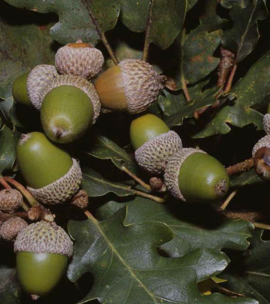 Pannello 8 - foto 4 | Ghiande di roverella (Quercus pubescens), foto Luciano Maffei © FMCR