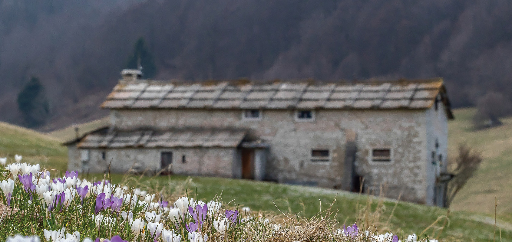 Pannello 1 - Foto 1: Zafferano alpino (Crocus vernus) | foto di Roberto Zendri