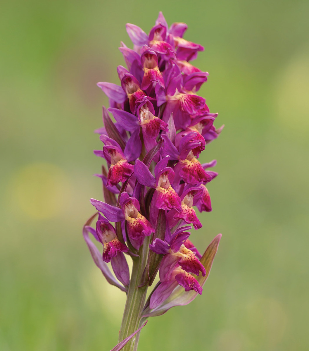 Pannello 1 - Foto 2: Orchide (Dactylorhiza sambucina) | foto di Vladimiro Cozza