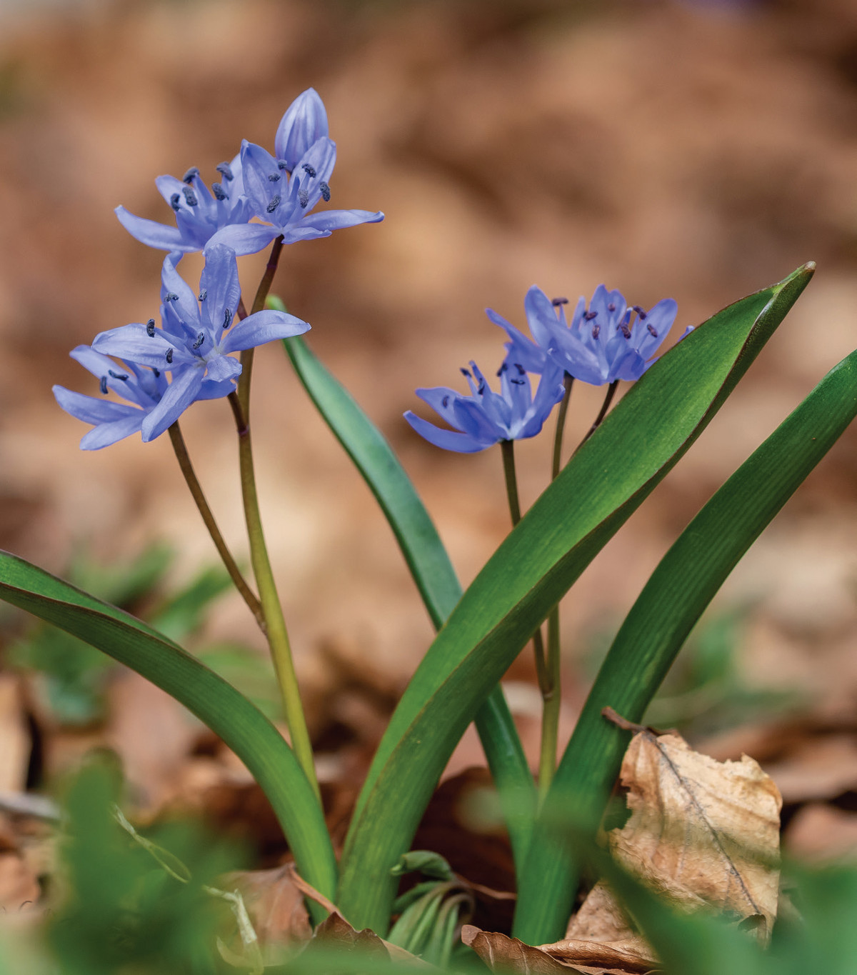 Pannello 1 - Foto 3: Scilla silvestre (Scilla bifoglia) | foto di Roberto Zendri