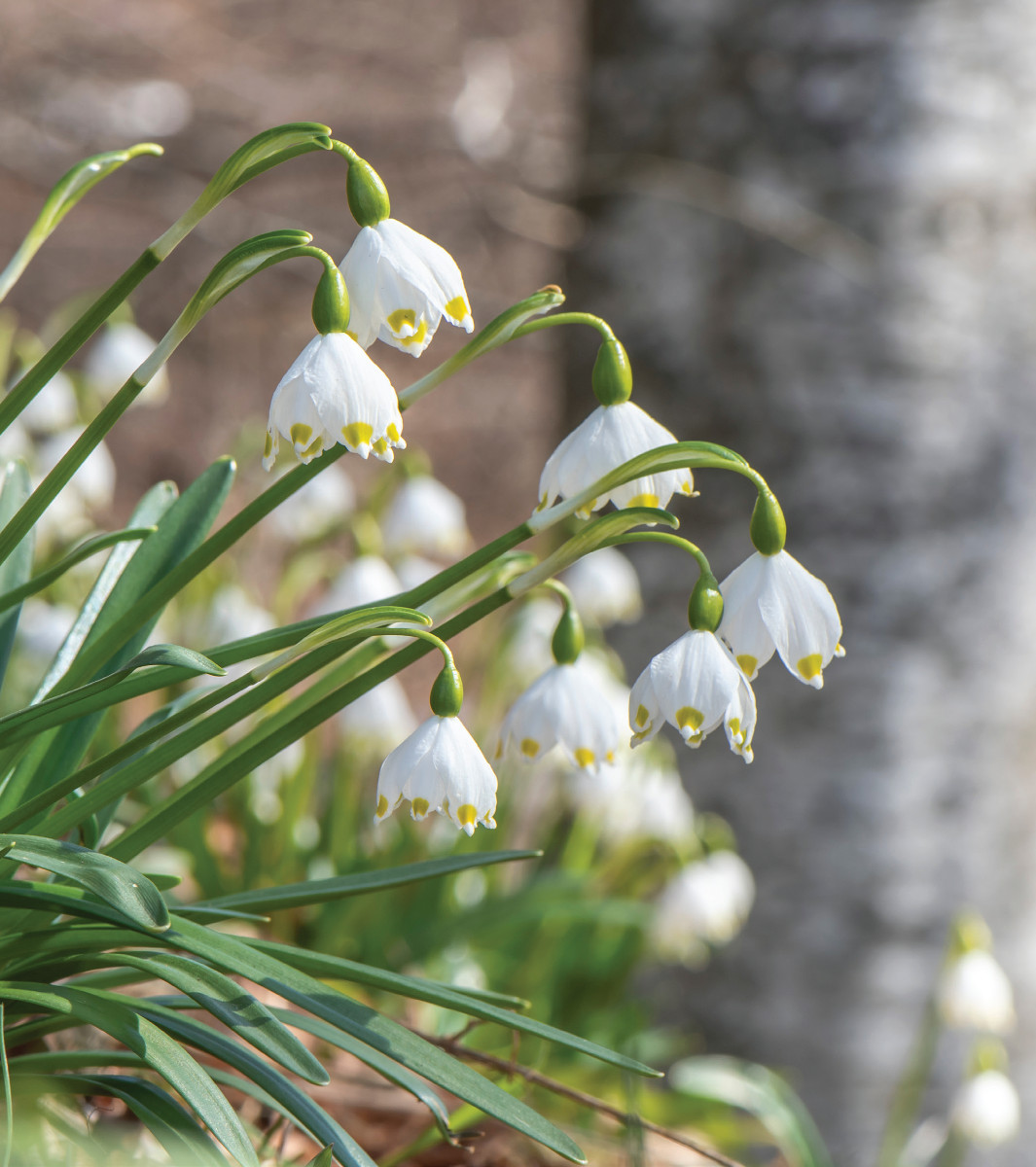 Pannello 1 - Foto 4: Campanellino (Leucojum vernum) | foto Paolo Lorenzi
