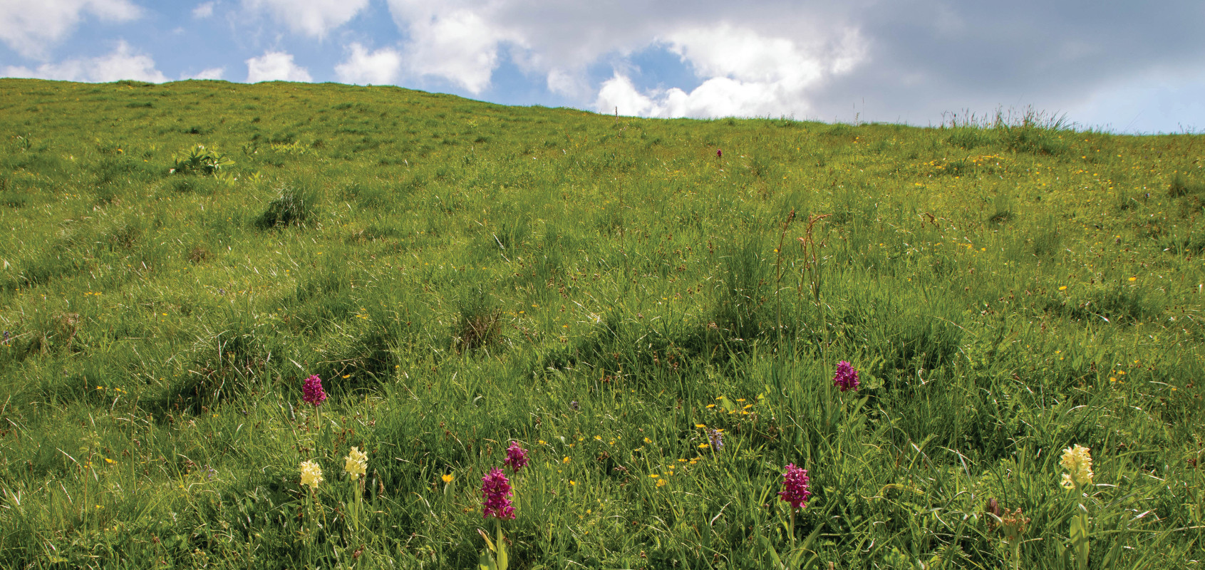 Pannello 4 - Foto 1: Paesaggio | Orchidee sambucine