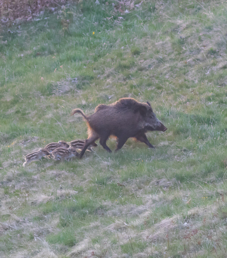 Pannello 4 - Foto 2: Cinghiale con piccoli | foto di Roberto Zendri