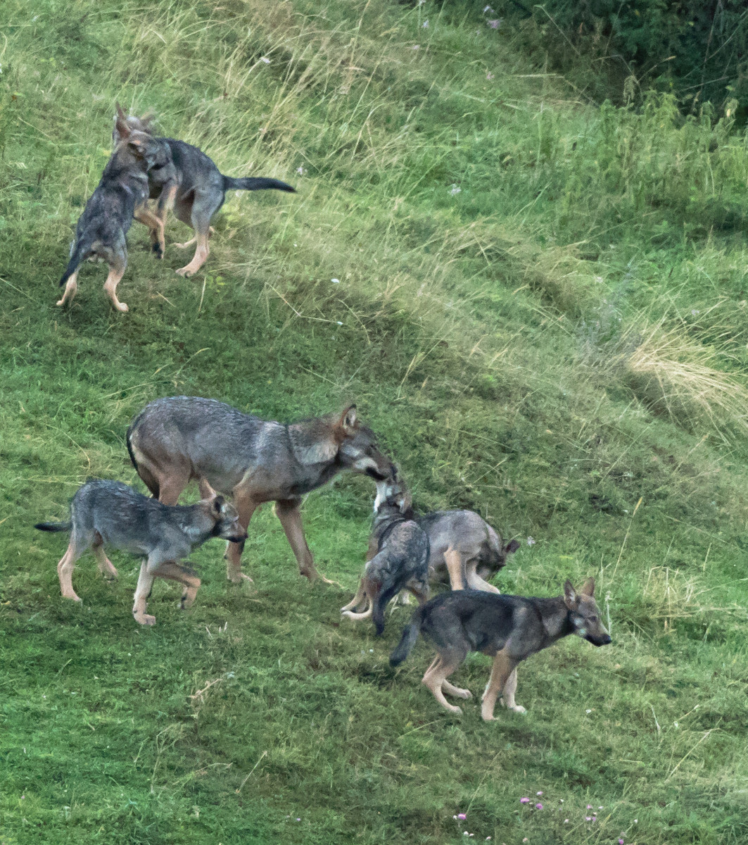 Pannello 4 - Foto 3: Lupi | foto di Daniele Cozza