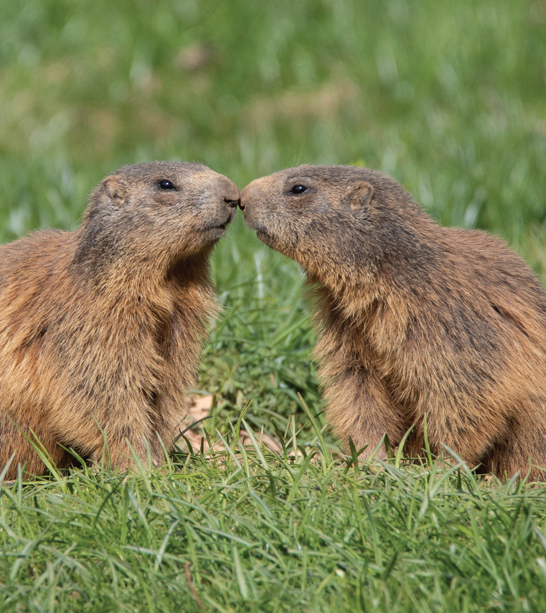 Pannello 4 - Foto 4: Marmotte | foto di Paolo Deimichei