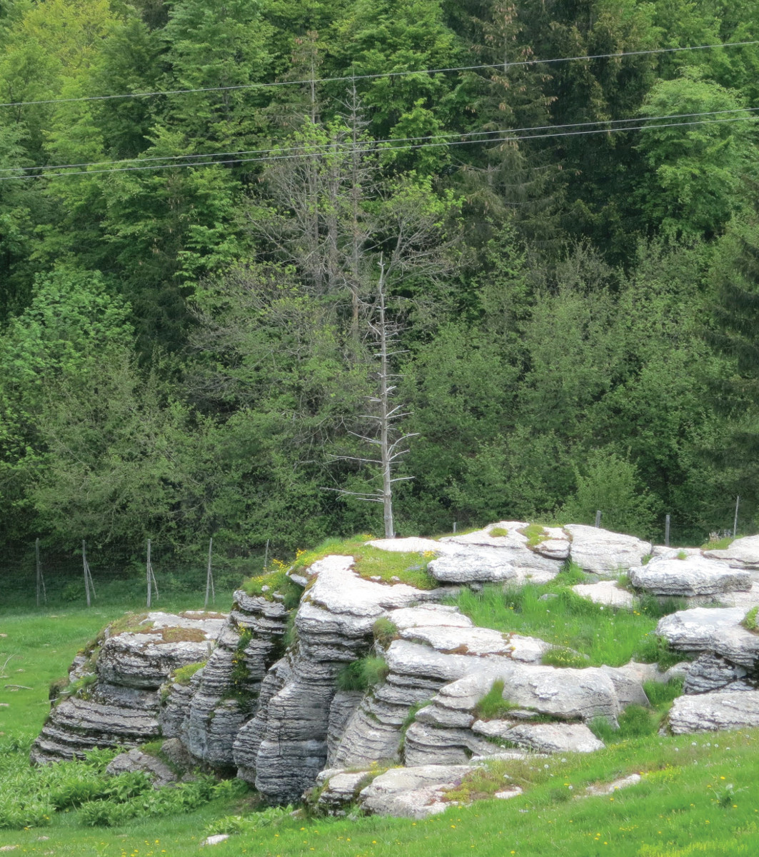 Pannello 6 - Foto 3: Affioramento di Rosso Ammonitico (Titoniano - Bajociano)