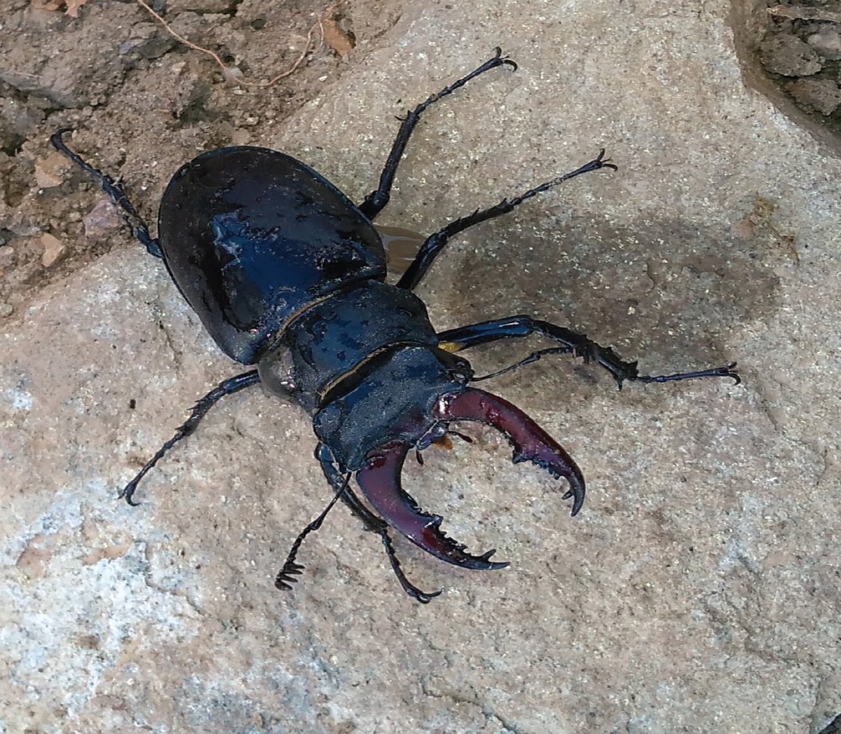 Pannello 10 - Foto 2: Coleottero (Lucanus cervus)