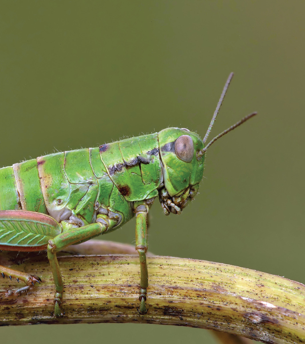 Pannello 10 - Foto 3: Cavalletta (Chorthopodisma cobellii) | foto di Roberto Scherini