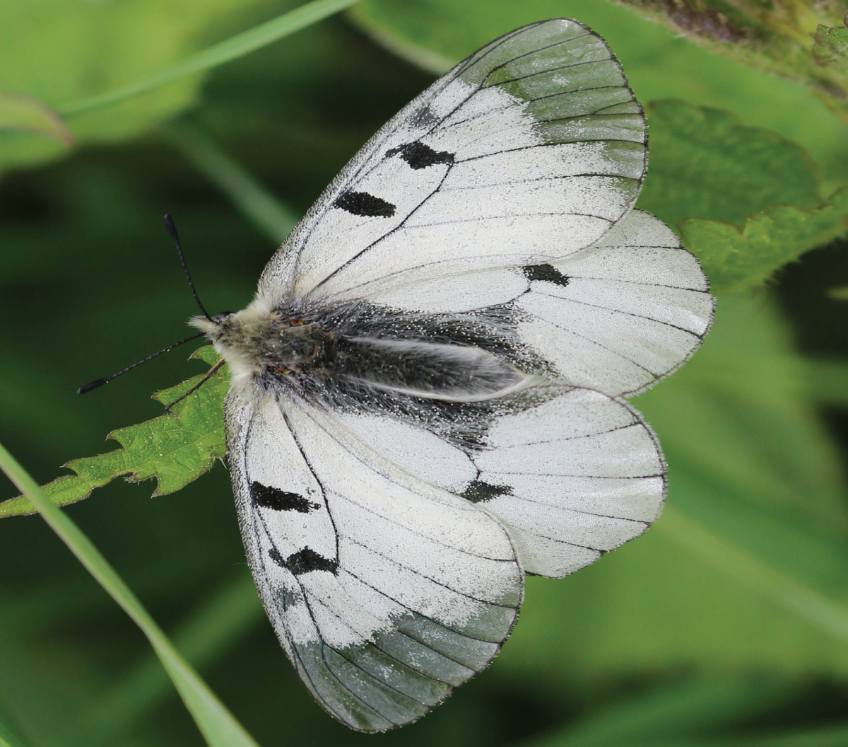 Pannello 10 - Foto 4: Farfalla (Parnassius mnemosyne) | foto di Roberto Zendri