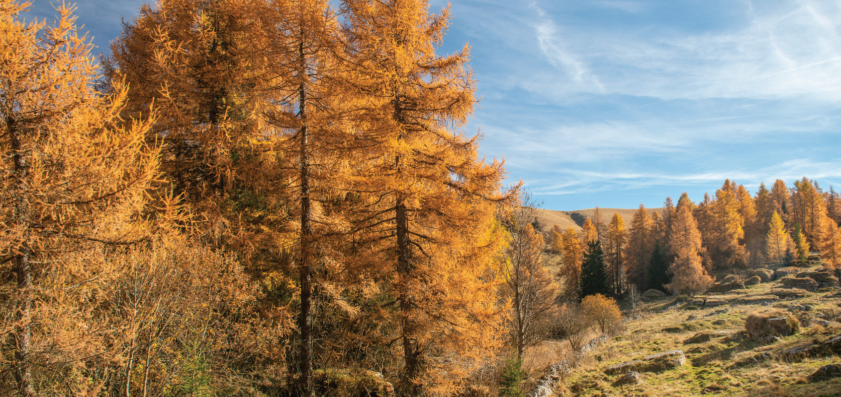 Pannello 11 - Foto 1: Larici | foto di Paolo Lorenzi