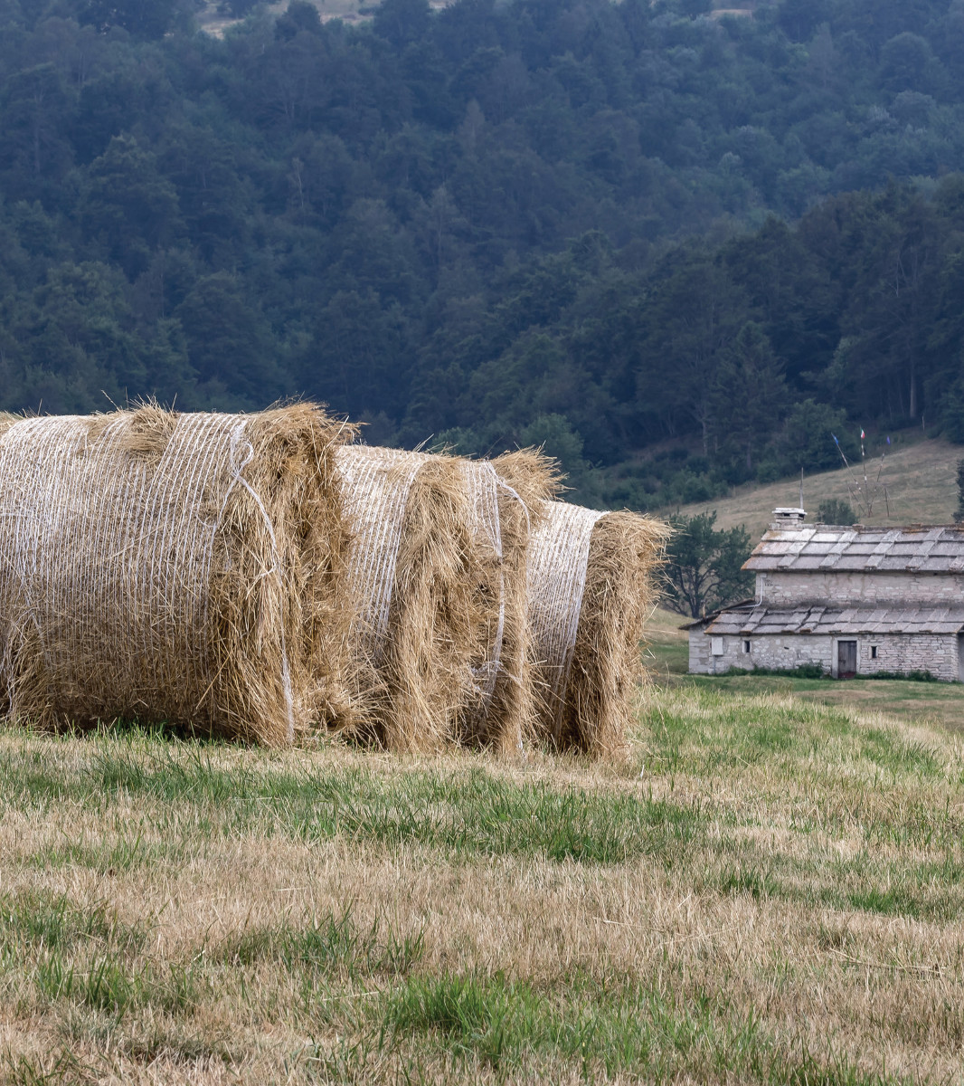 Pannello 11 - Foto 3: Covoni di fieno a Malga Fratte