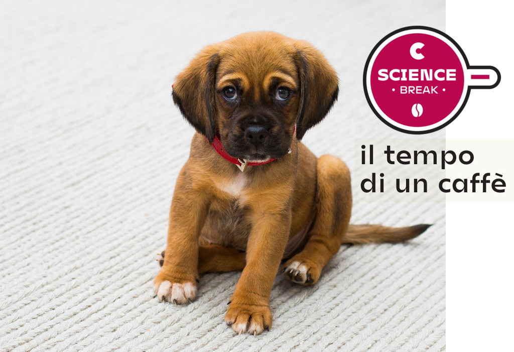 Etologia e comportamento animale, come veniamo percepiti dai nostri cani?