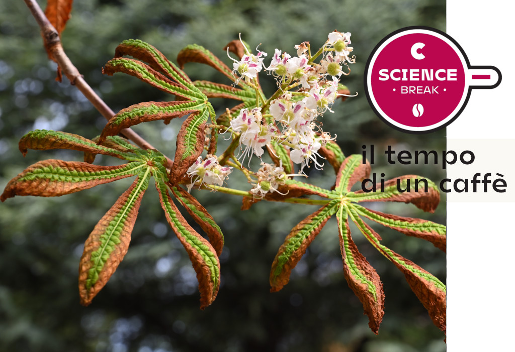 A settembre in città fioriscono gli ippocastani come in primavera. La causa? Lo stress