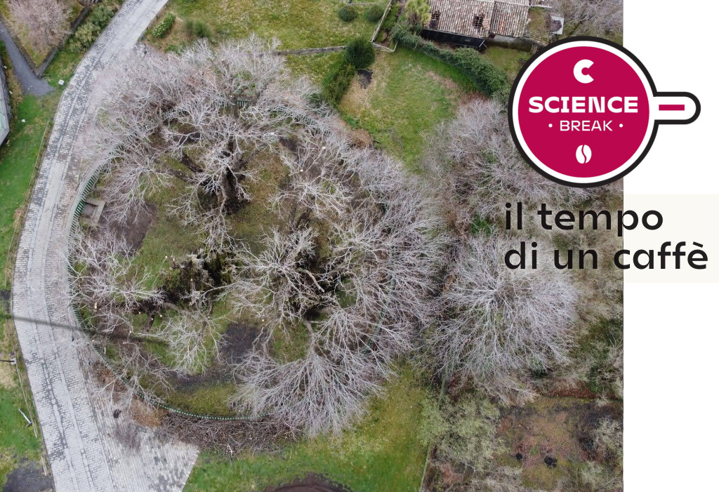 Un progetto virtuoso, dal Trentino al Parco dell'Etna per la salvaguardia del monumentale castagno "dei cento cavalli"