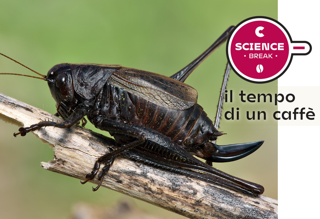 Zeuneriana marmorata