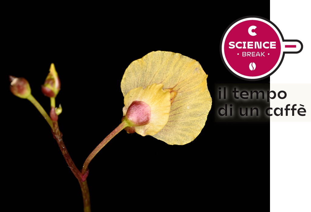 Il ritrovamento di una rara pianta carnivora per la prima volta in Trentino 