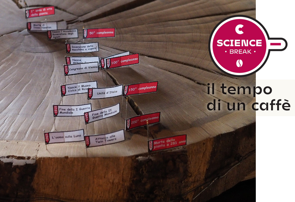 È un Rembrandt! Parola di dendrocronologo