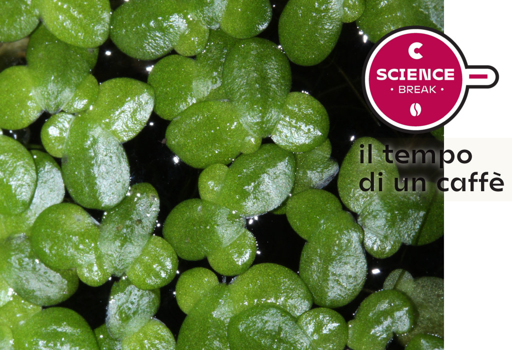 L'enigma della lenticchia d'acqua raccolta dai botanici del Museo