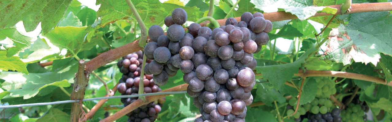 Pannello 3 foto 1 | Pinot grigio