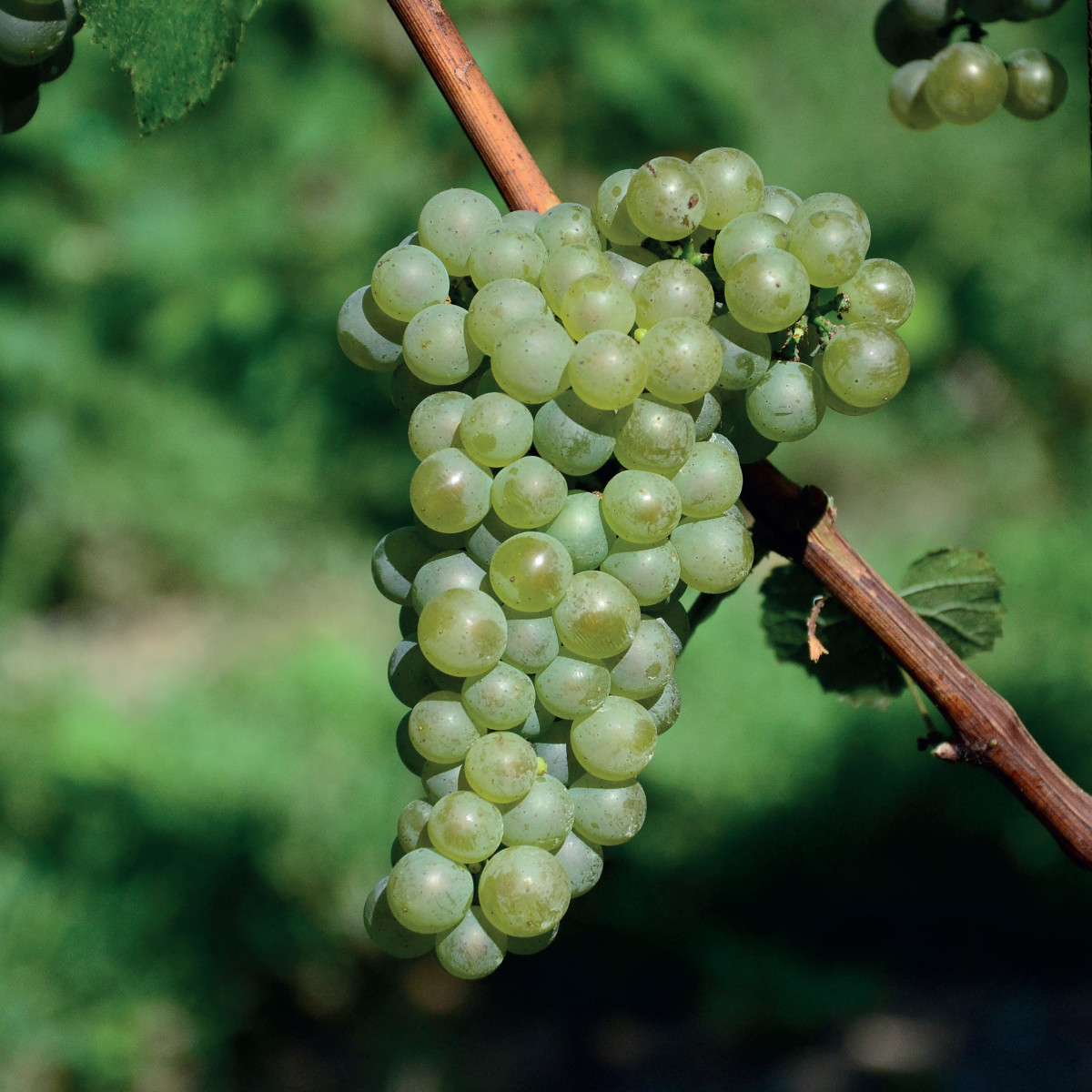 Pannello 3 foto 2 | Chardonnay