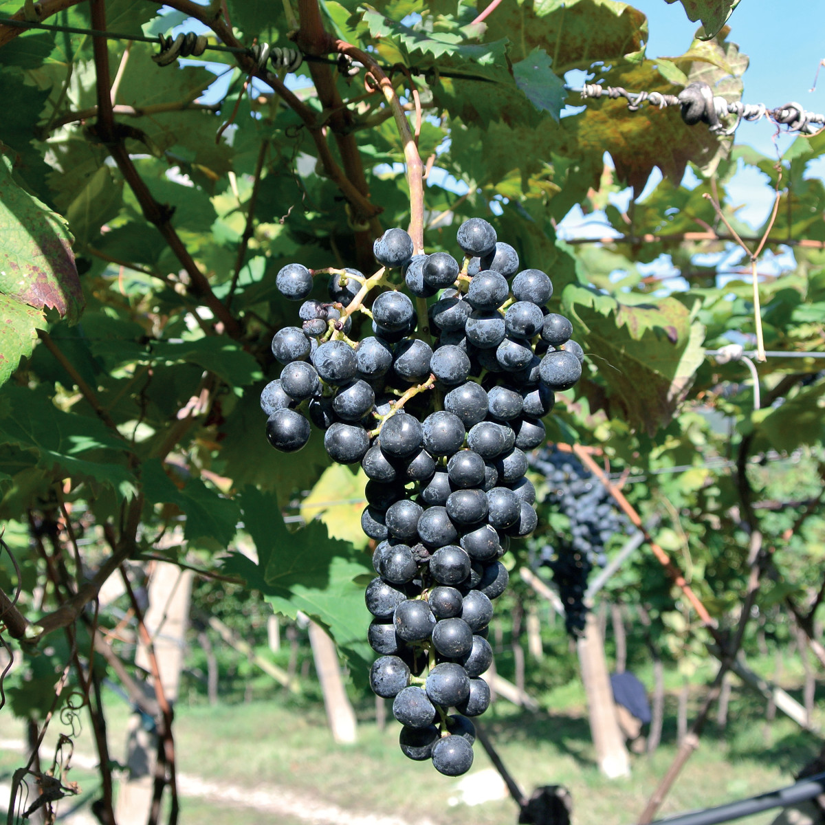 Pannello 3 foto 3 | Marzemino