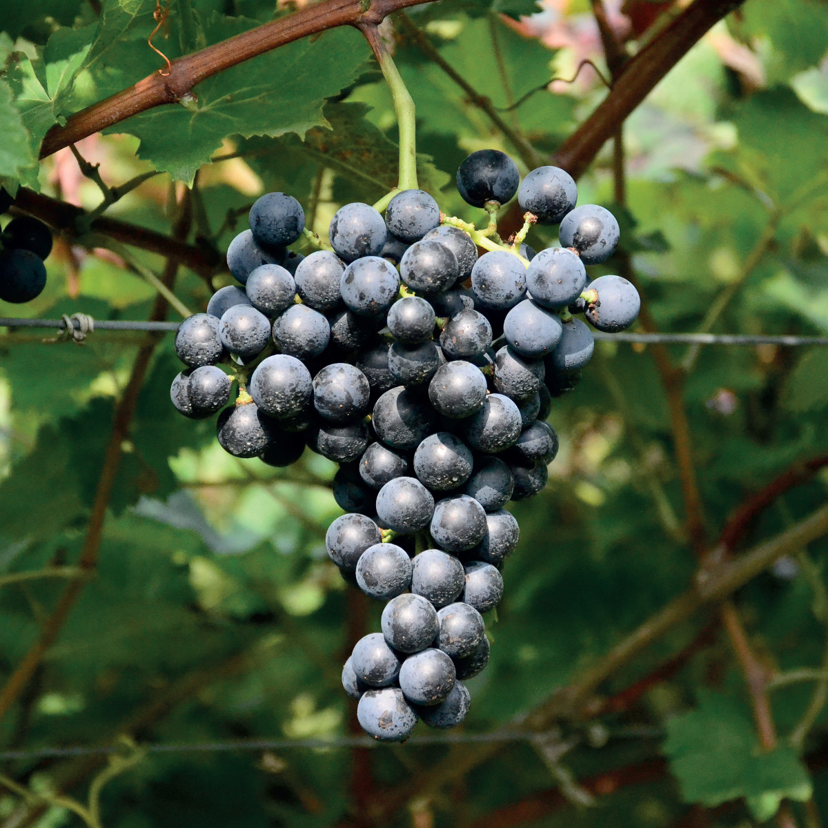 Pannello 3 foto 4 | Casetta