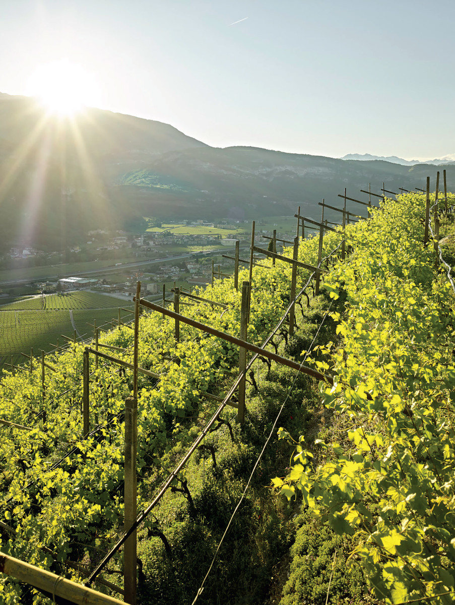 Pannello 4 foto 3 | Esempio di vite coltivata a pergola in località Maiere