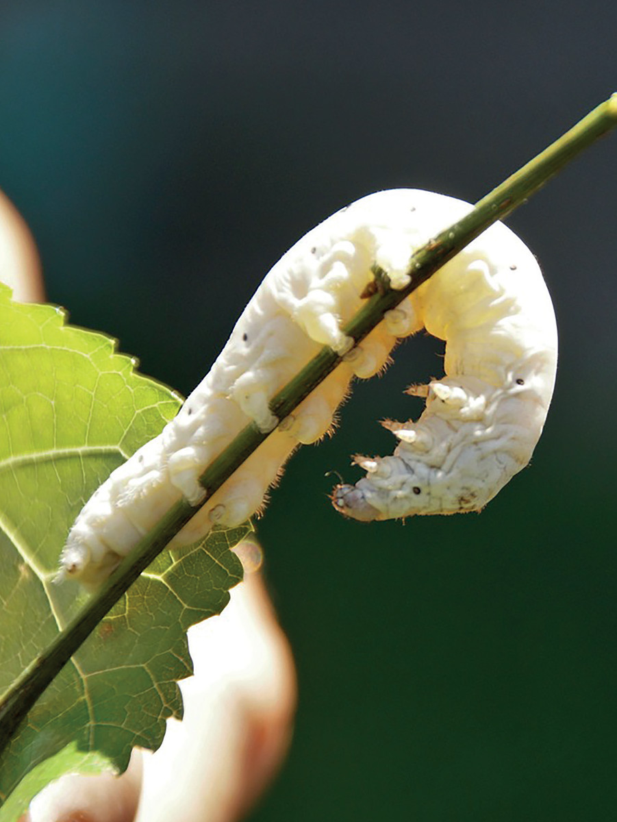 Pannello 4 foto 4 | Baco da seta