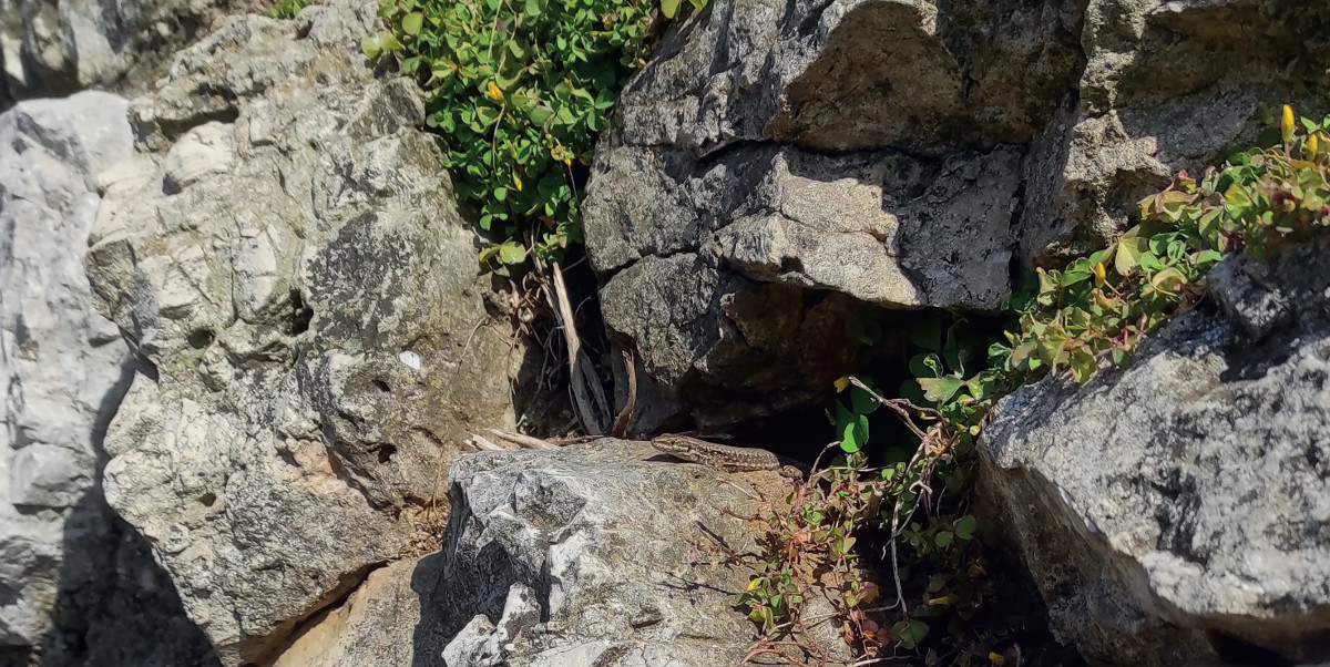 Pannello 6 foto 1 | Muretto a secco