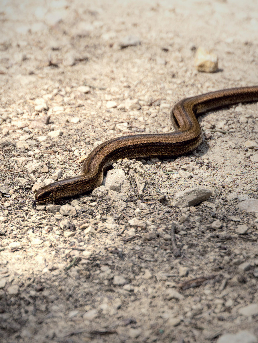 Pannello 6 foto 2 | Orbettino (Anguis fragilis)
